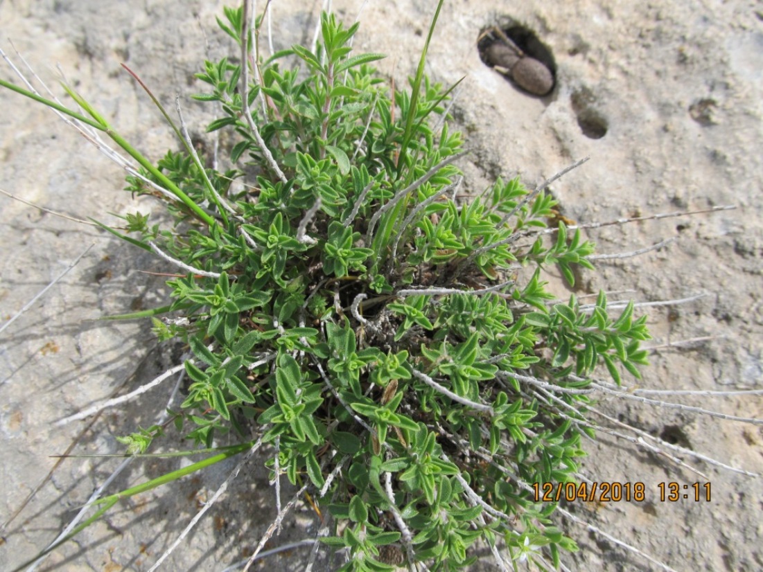 Image of familia Lamiaceae specimen.