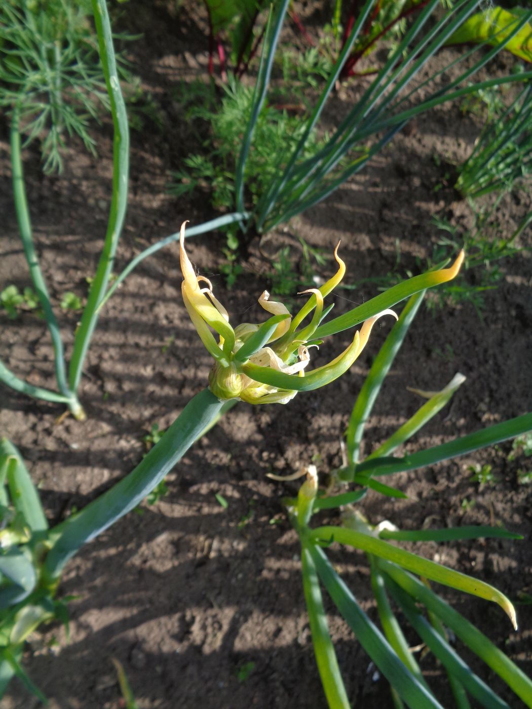 Image of Allium &times; proliferum specimen.