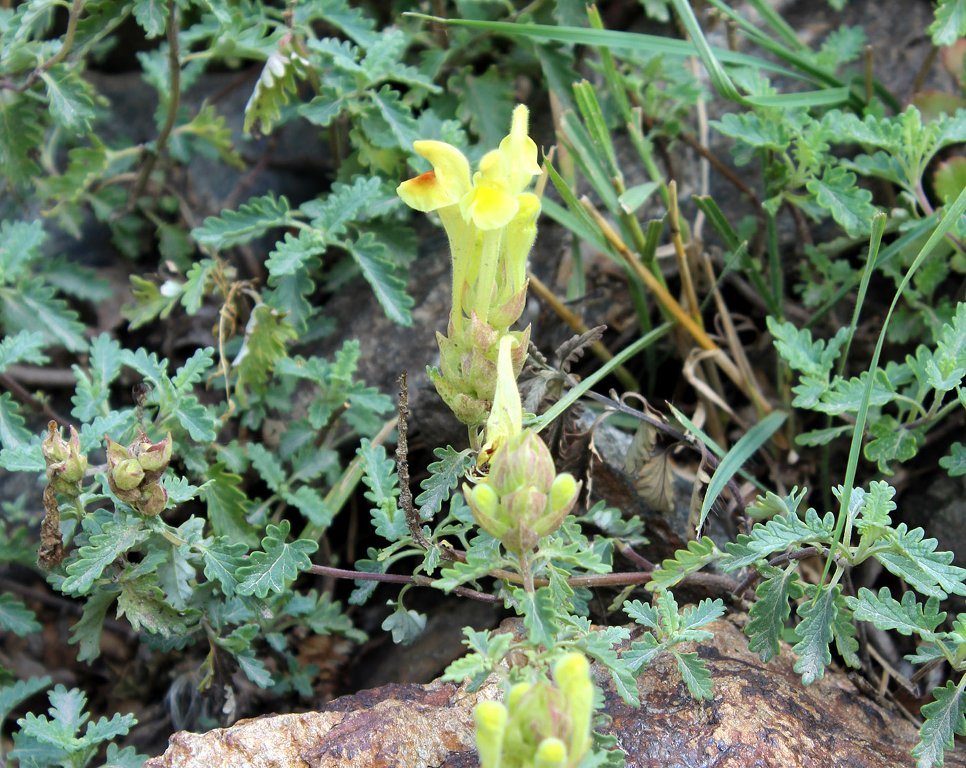 Image of Scutellaria karatschaica specimen.