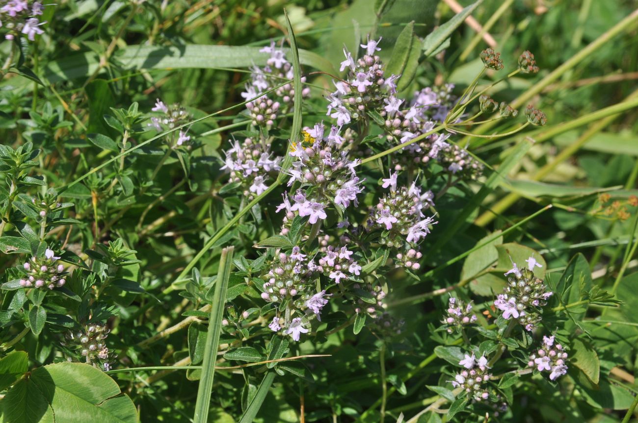 Изображение особи род Thymus.