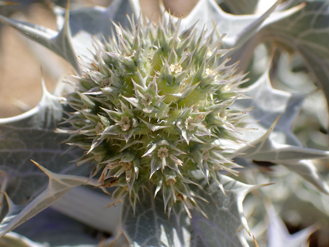 Изображение особи Eryngium maritimum.