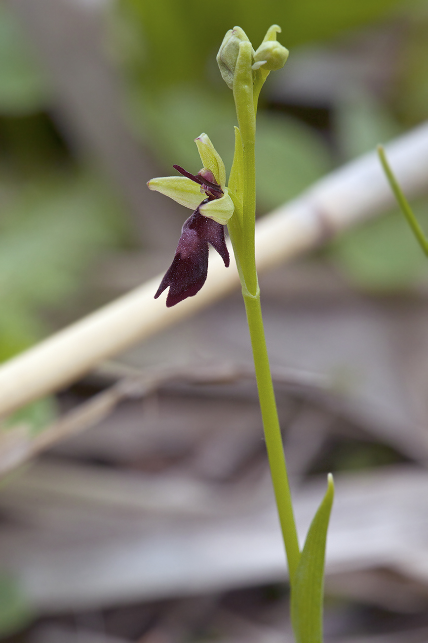 Изображение особи Ophrys insectifera.