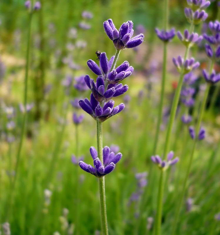 Image of Lavandula angustifolia specimen.