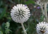 Echinops sphaerocephalus