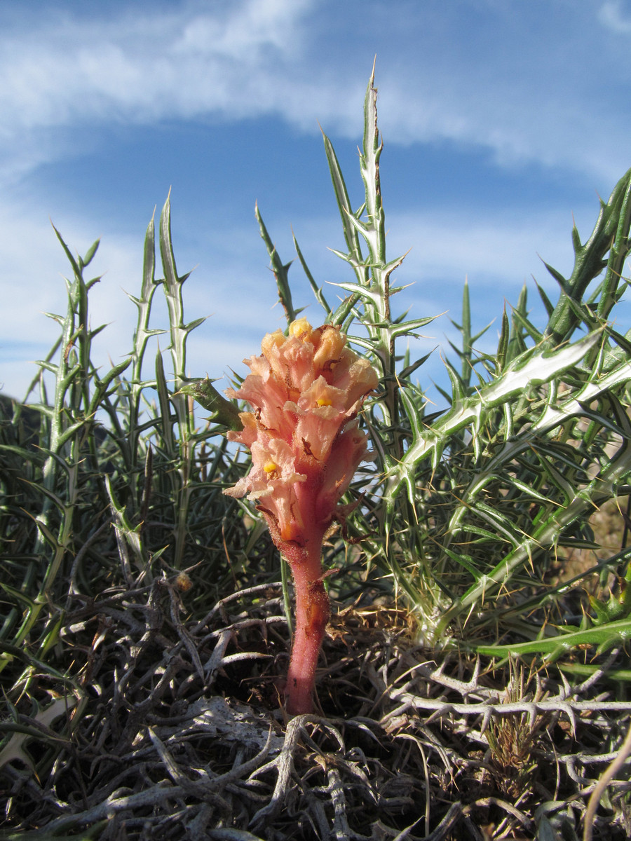 Image of Orobanche centaurina specimen.