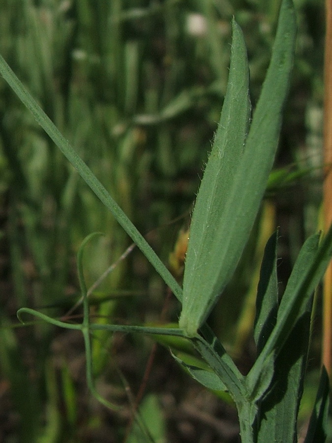 Image of Lathyrus hirsutus specimen.