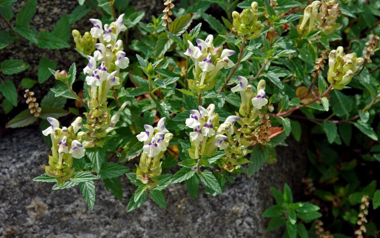 Image of Scutellaria supina specimen.