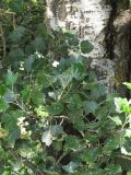 Populus alba. Ветвь на фоне ствола. Крым, окр. Севастополя, р. Чёрная. 24 июля 2010 г.