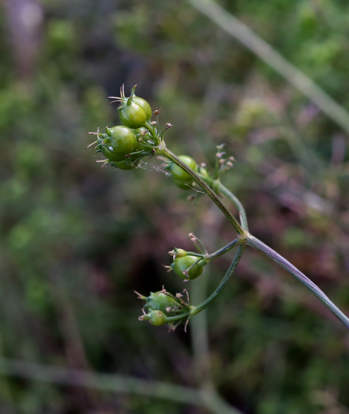 Изображение особи Coriandrum sativum.