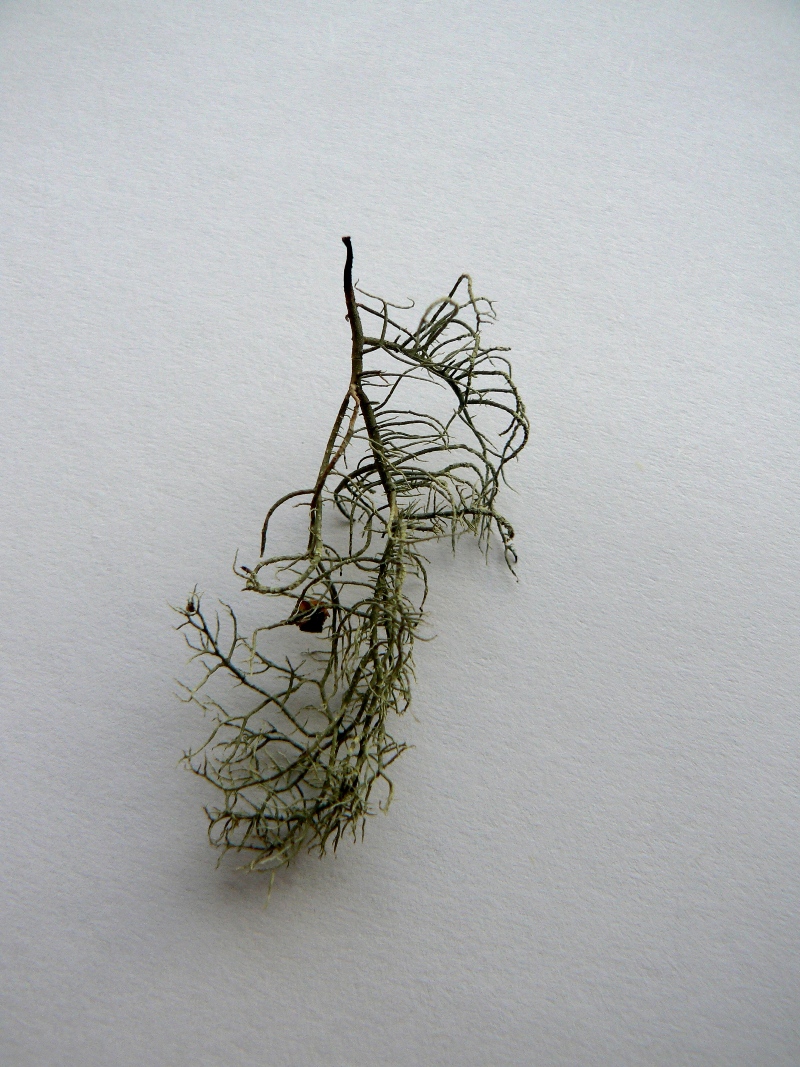 Изображение особи Usnea glabrescens.