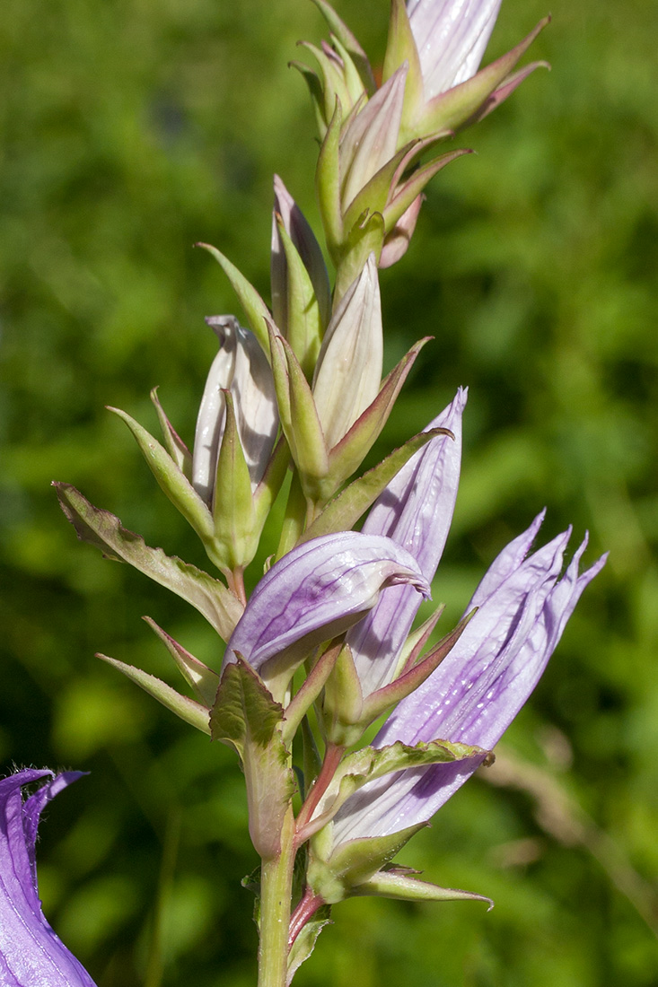 Изображение особи Campanula latifolia.