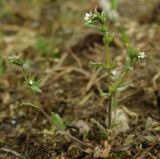 Buglossoides arvensis. Цветущее растение. Азербайджан, Баку, пос. Мардакян. 10.04.2010.