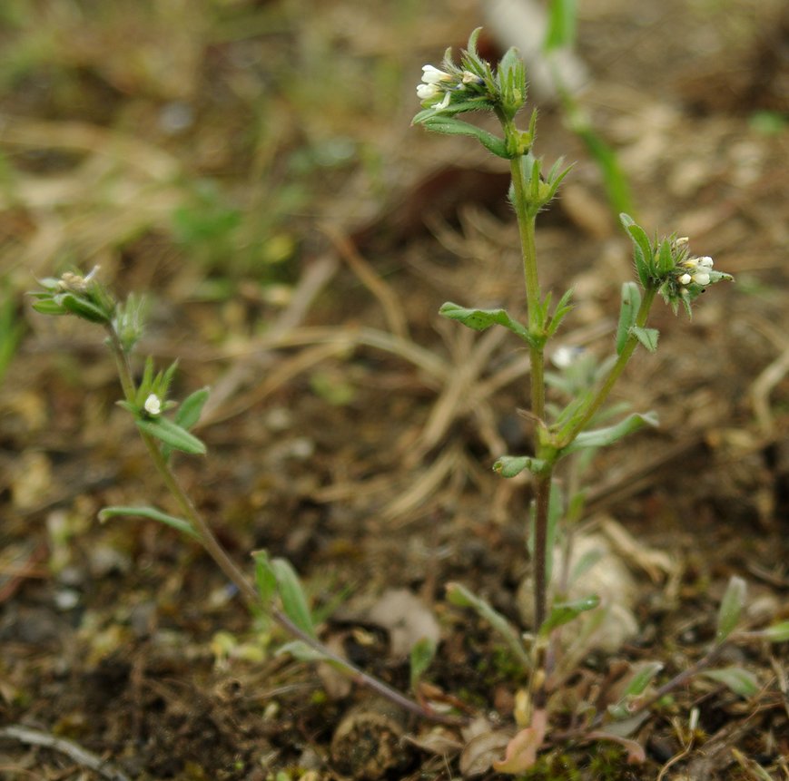 Изображение особи Buglossoides arvensis.