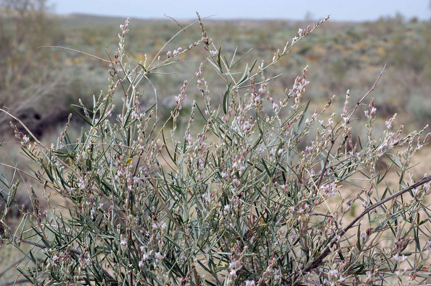 Изображение особи Astragalus karakugensis.