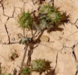 Medicago polymorpha