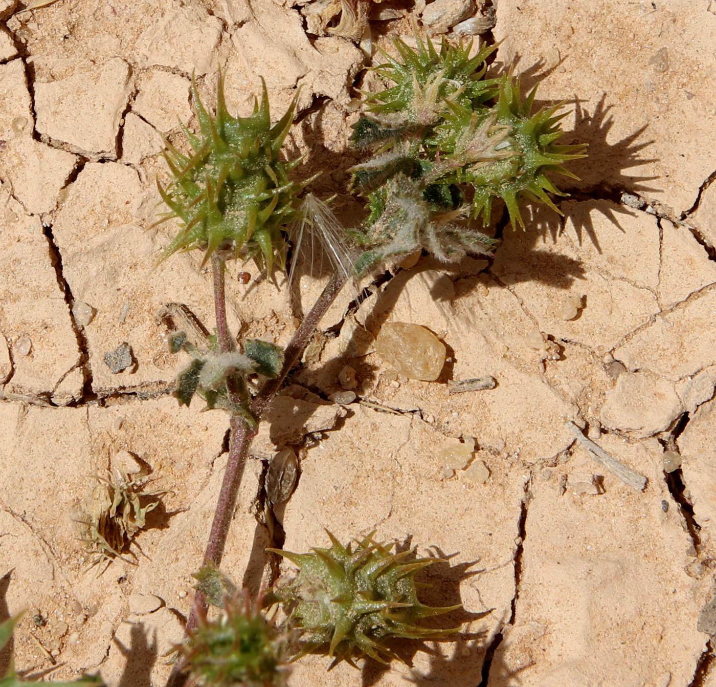 Image of Medicago polymorpha specimen.