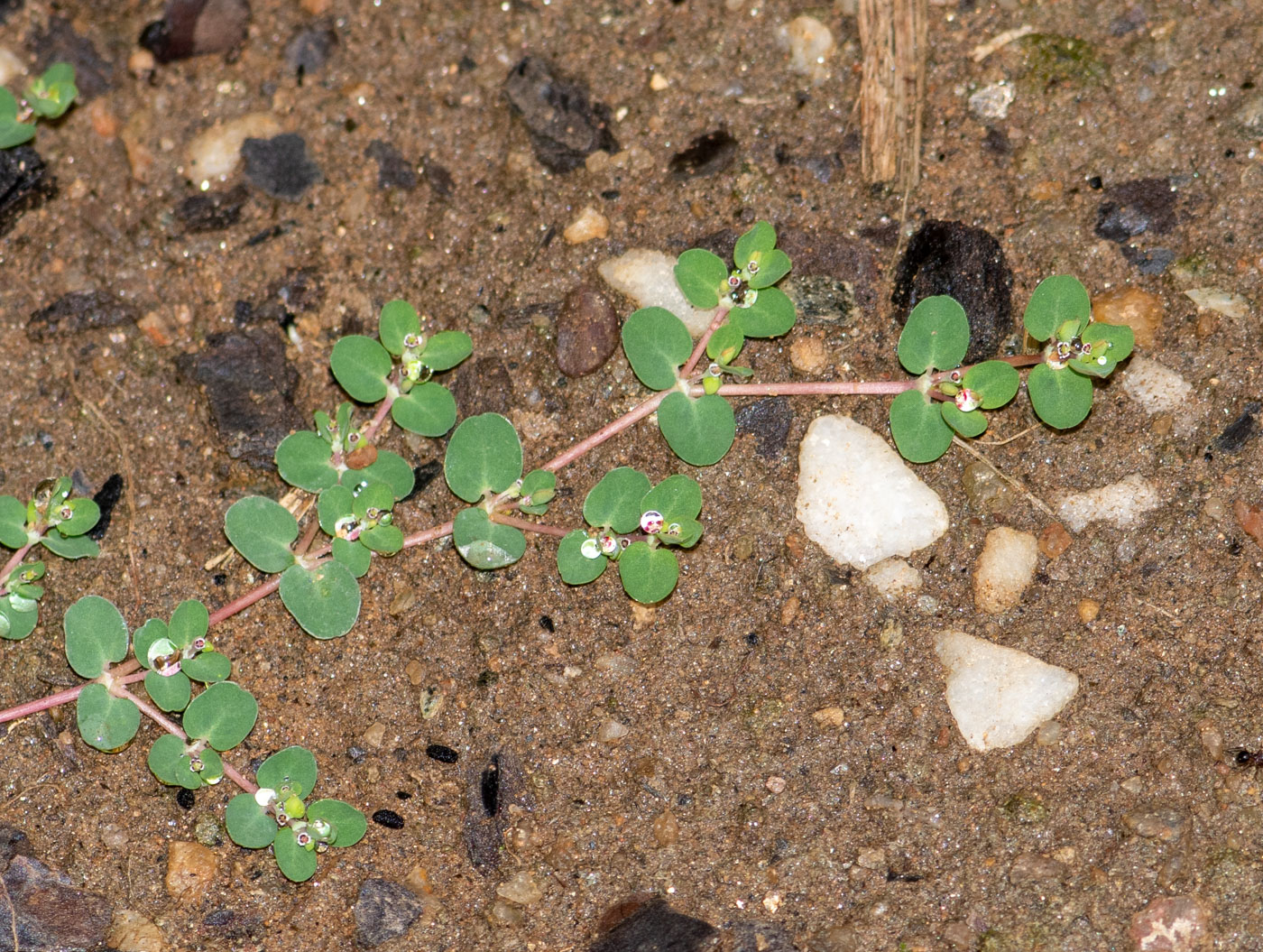 Image of Euphorbia inaequilatera specimen.