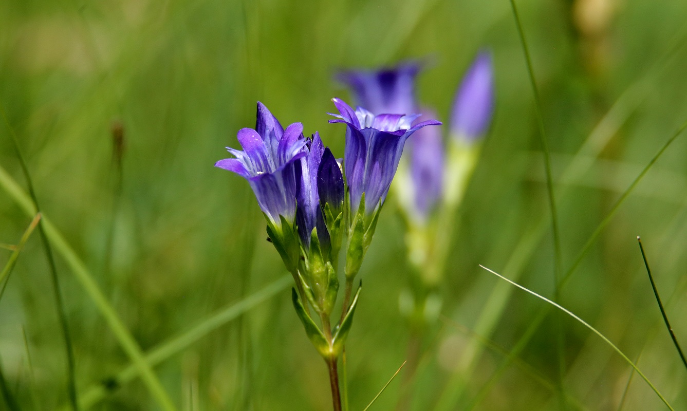 Изображение особи Gentiana olivieri.