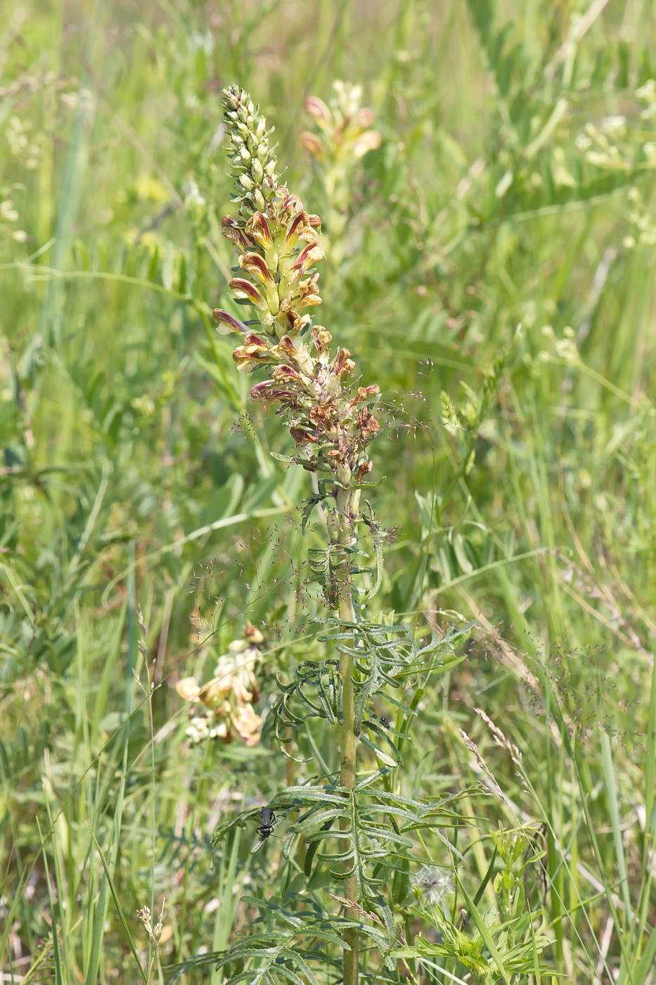 Image of Pedicularis striata specimen.