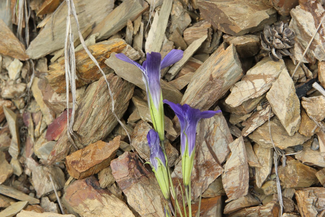 Image of Gentianopsis barbata specimen.