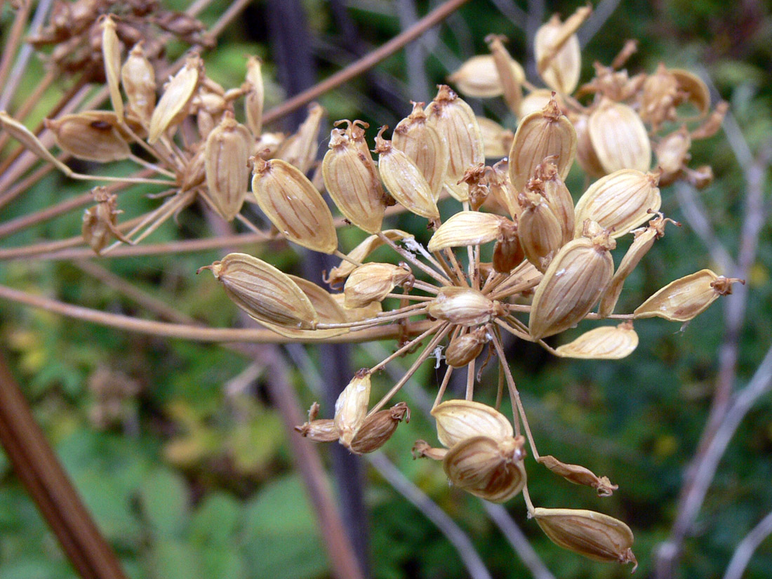 Image of Heracleum sibiricum specimen.