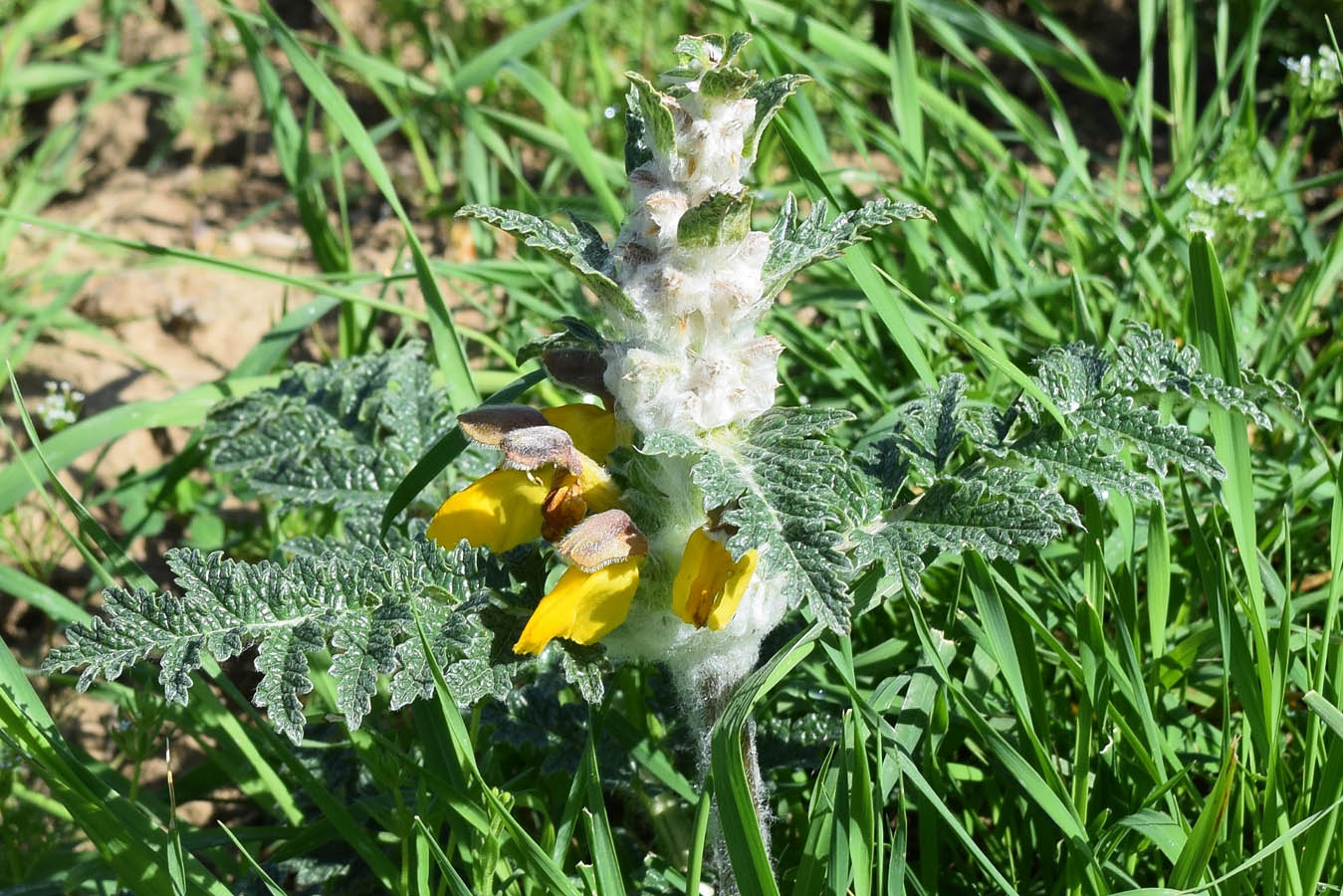 Изображение особи Phlomoides speciosa.