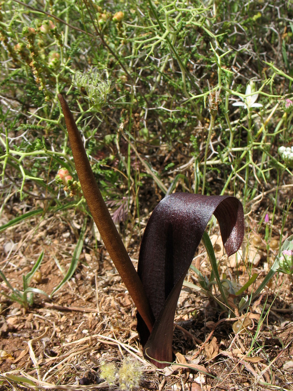 Image of Biarum tenuifolium ssp. zeleborii specimen.