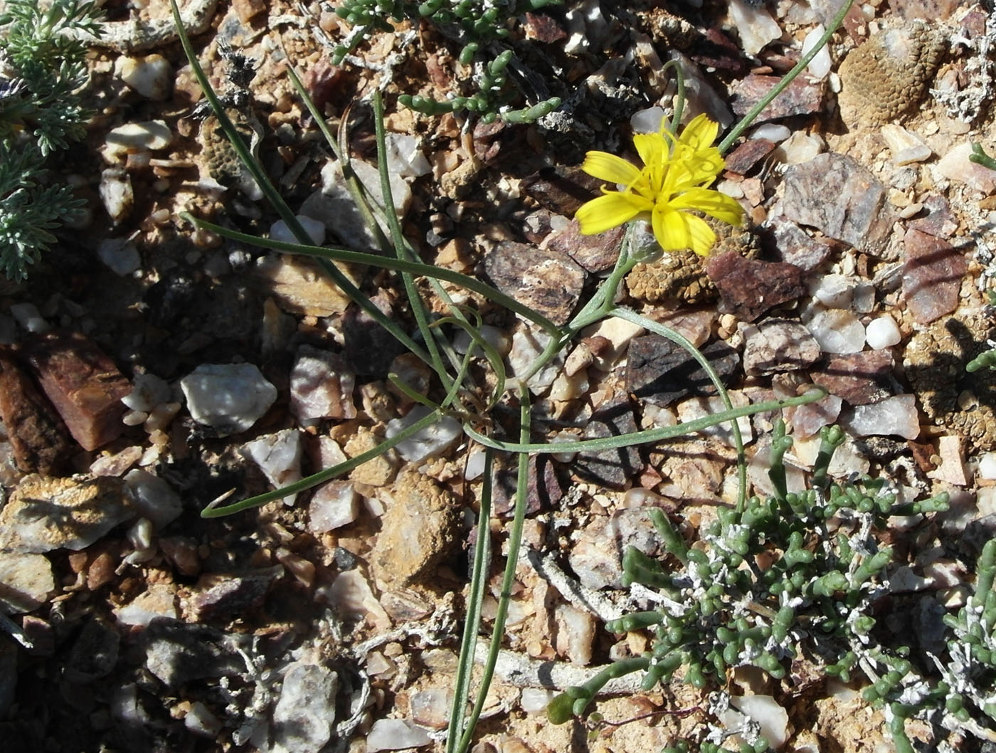 Image of Takhtajaniantha pusilla specimen.