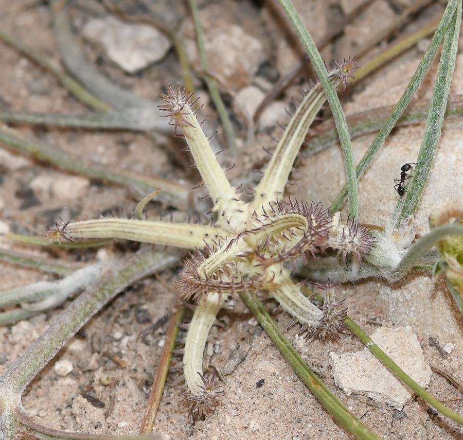 Image of Koelpinia linearis specimen.