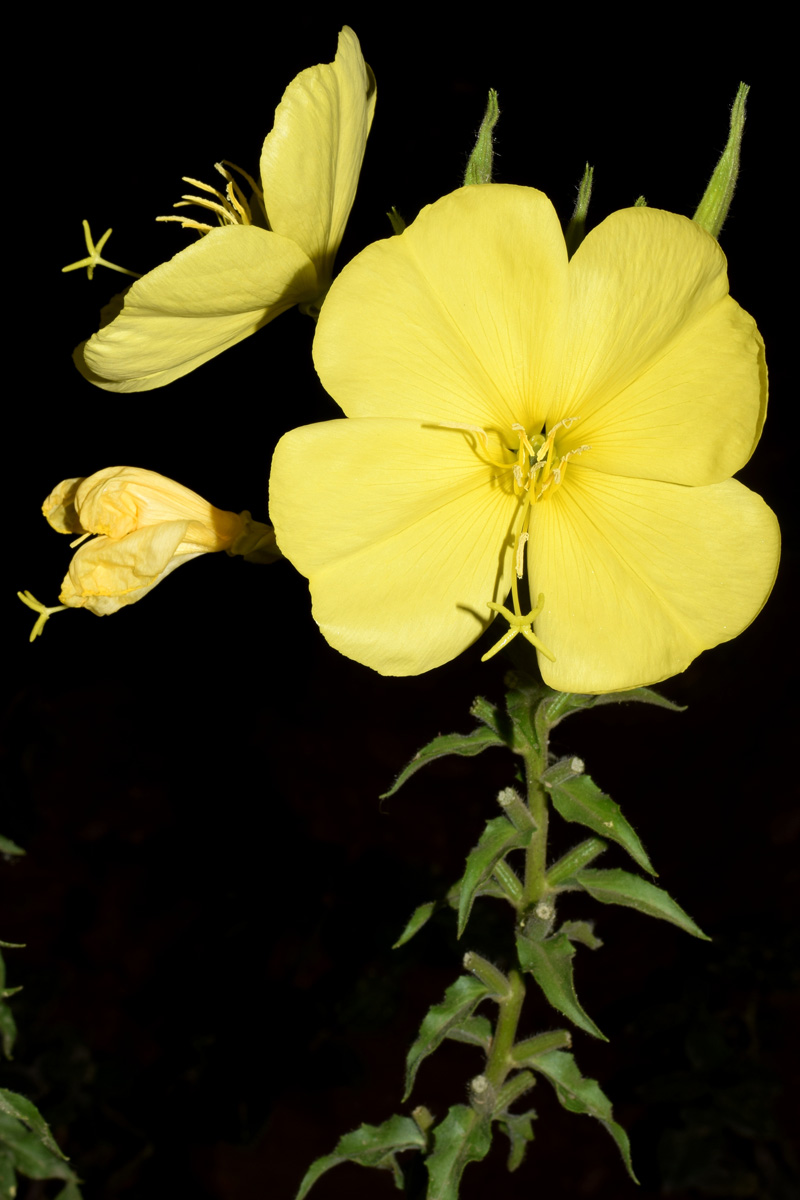 Изображение особи род Oenothera.