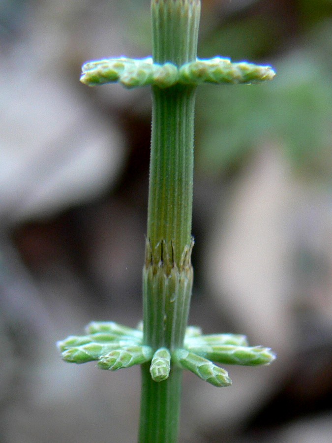 Image of Equisetum pratense specimen.