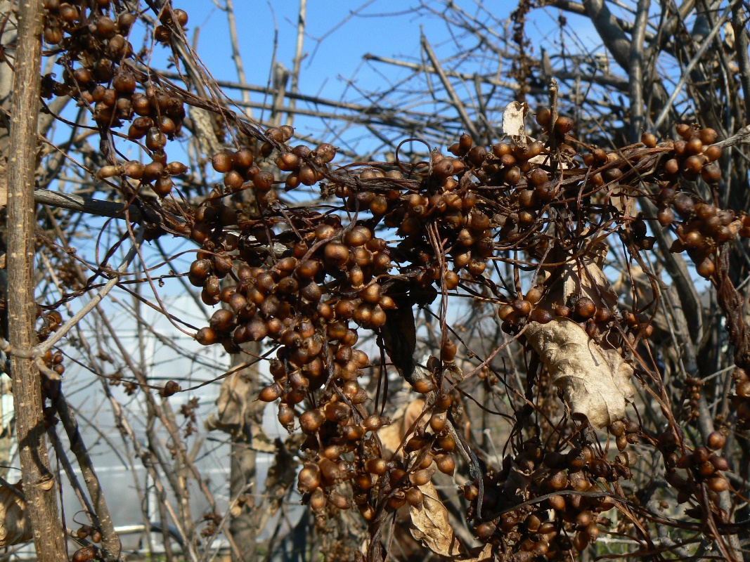 Изображение особи род Cuscuta.