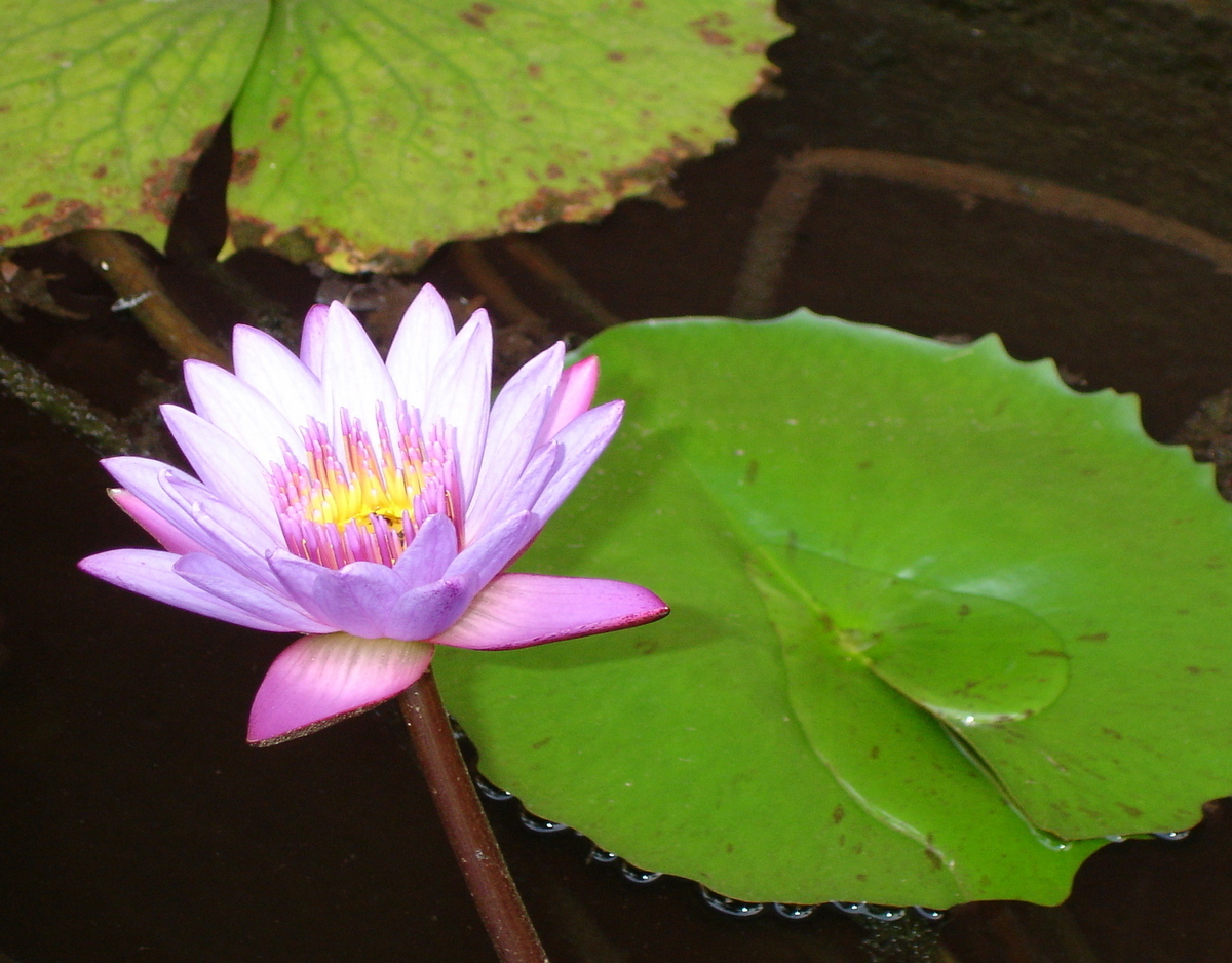 Image of Nymphaea nouchali specimen.