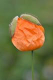 Papaver oreophilum. Распускающийся цветок. Республика Северная Осетия-Алания, Ирафский р-н, Большой Кавказ, хр. Фастагдор, левый склон Караугомского ущелья, ≈ 2280 м н.у.м., субальпийский луг. 09.07.2021.