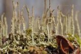 genus Cladonia. Талломы. Приморский край, Уссурийский гор. округ, окр. с. Монакино, широколиственный лес, на почве. 27.03.2022.