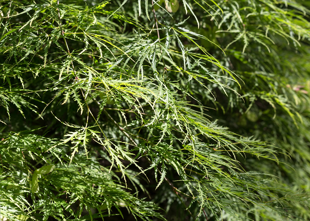 Image of Acer palmatum specimen.