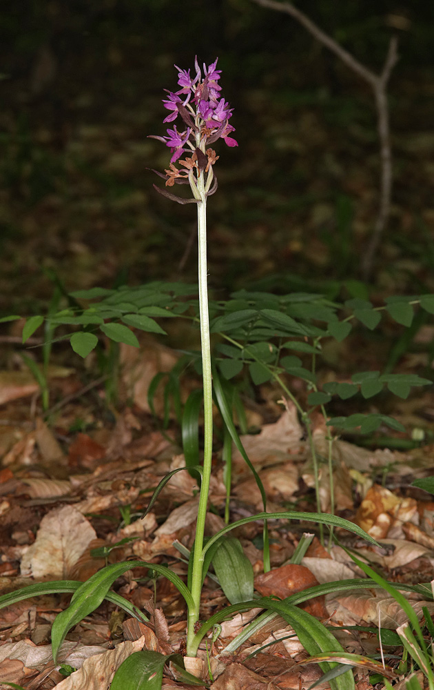 Изображение особи Dactylorhiza romana ssp. georgica.