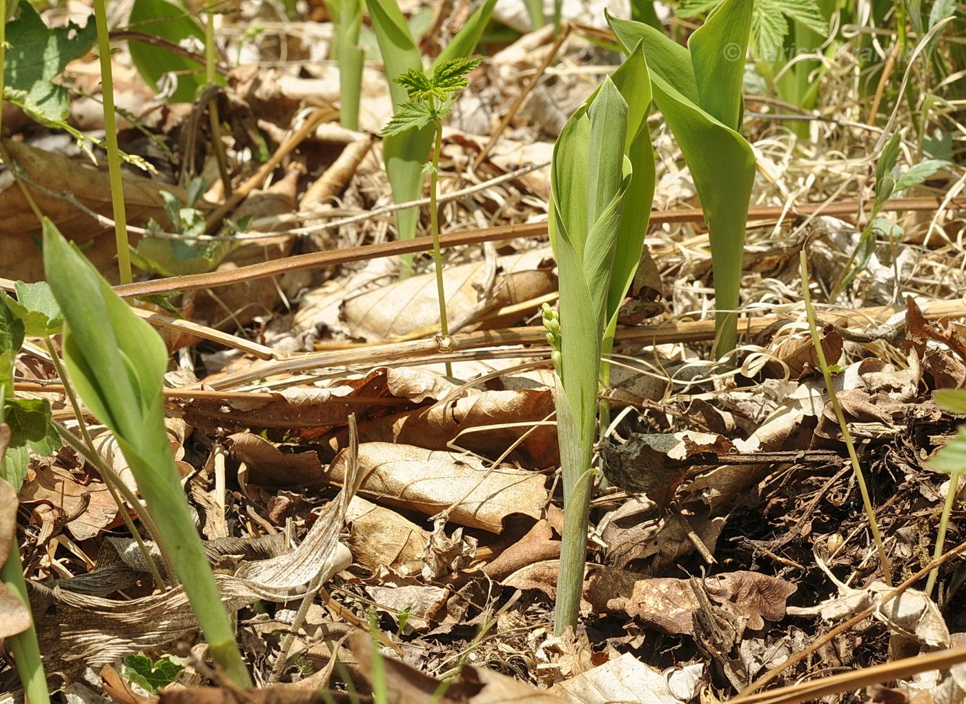 Image of Convallaria keiskei specimen.