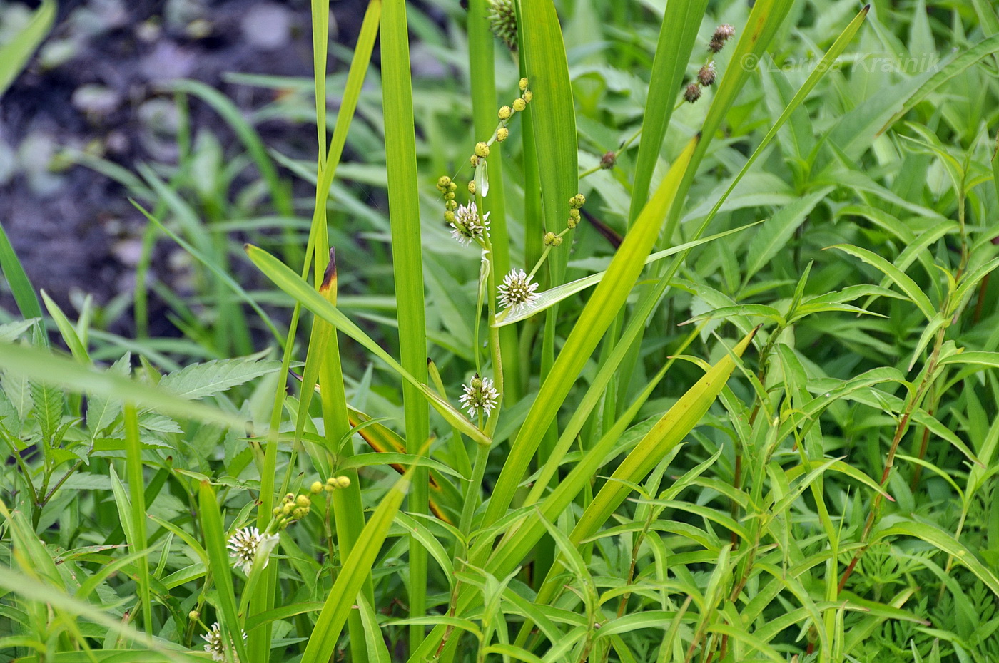 Image of Sparganium coreanum specimen.