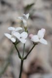 Galium triandrum