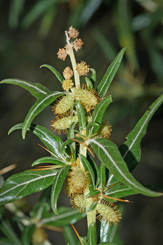 Image of Xanthium spinosum specimen.