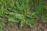 Смотреть изображение Hypochaeris radicata