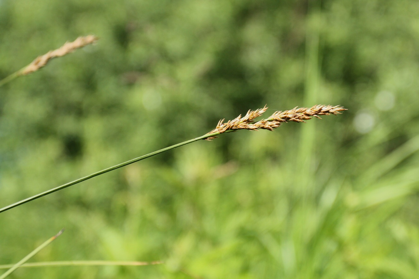 Изображение особи Carex appropinquata.