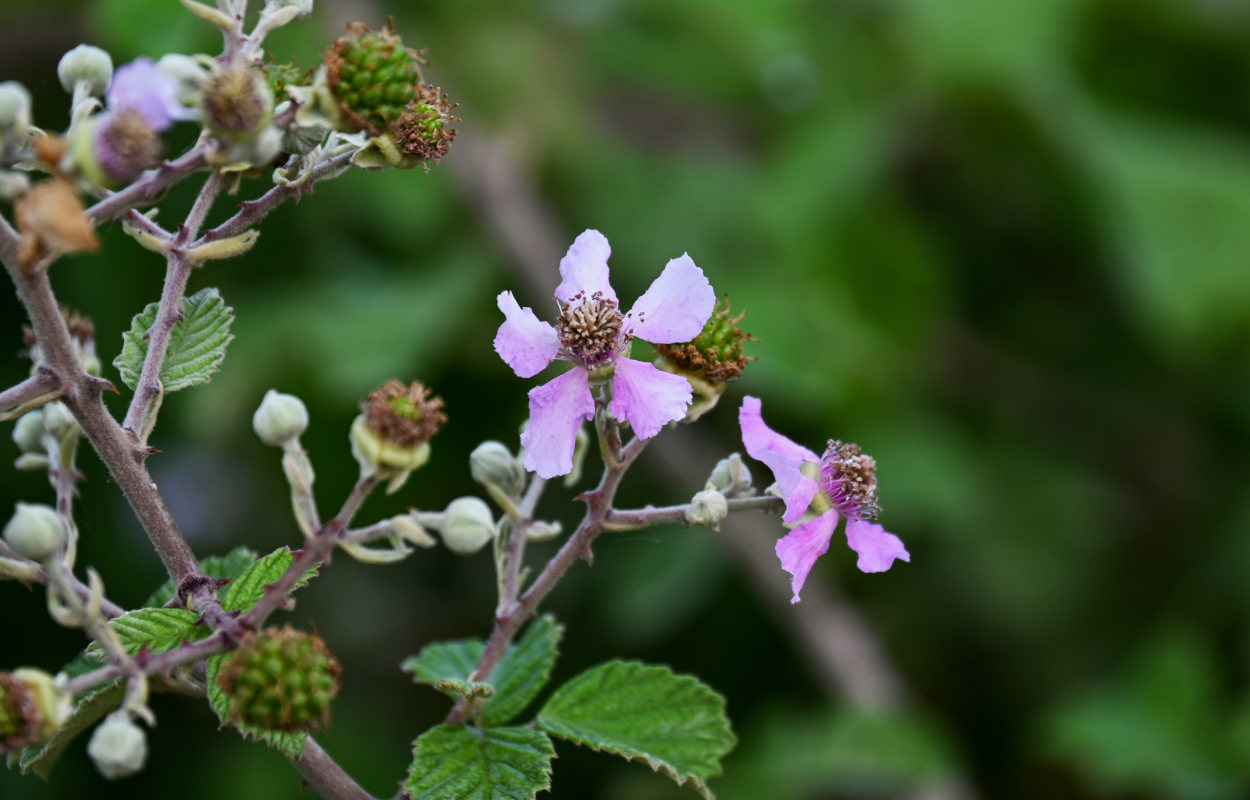 Изображение особи Rubus sanctus.