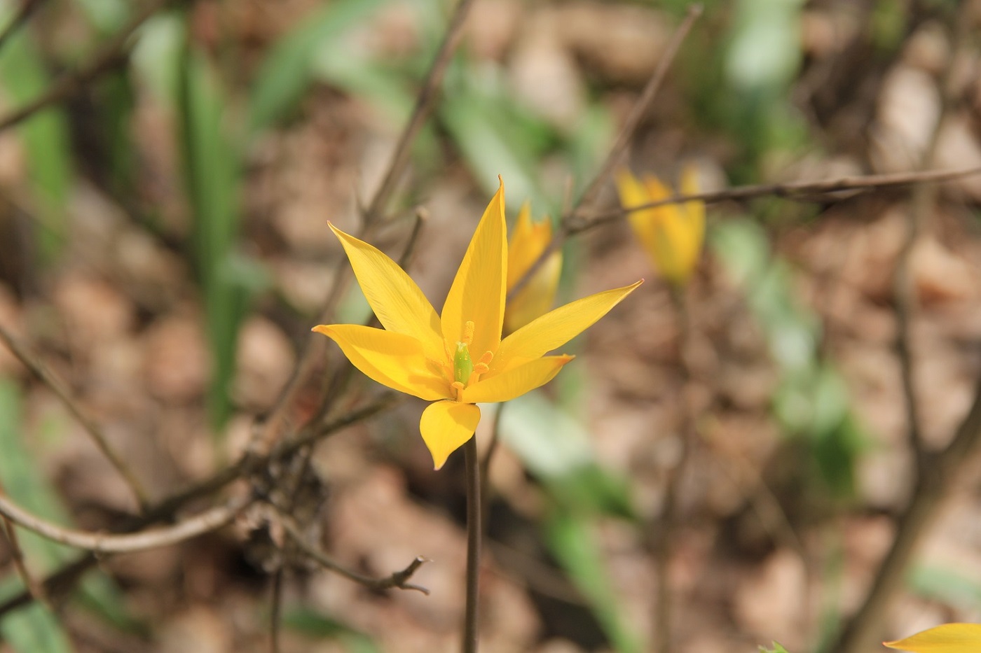 Image of Tulipa biebersteiniana specimen.