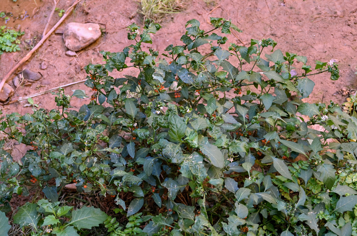 Изображение особи Solanum villosum.