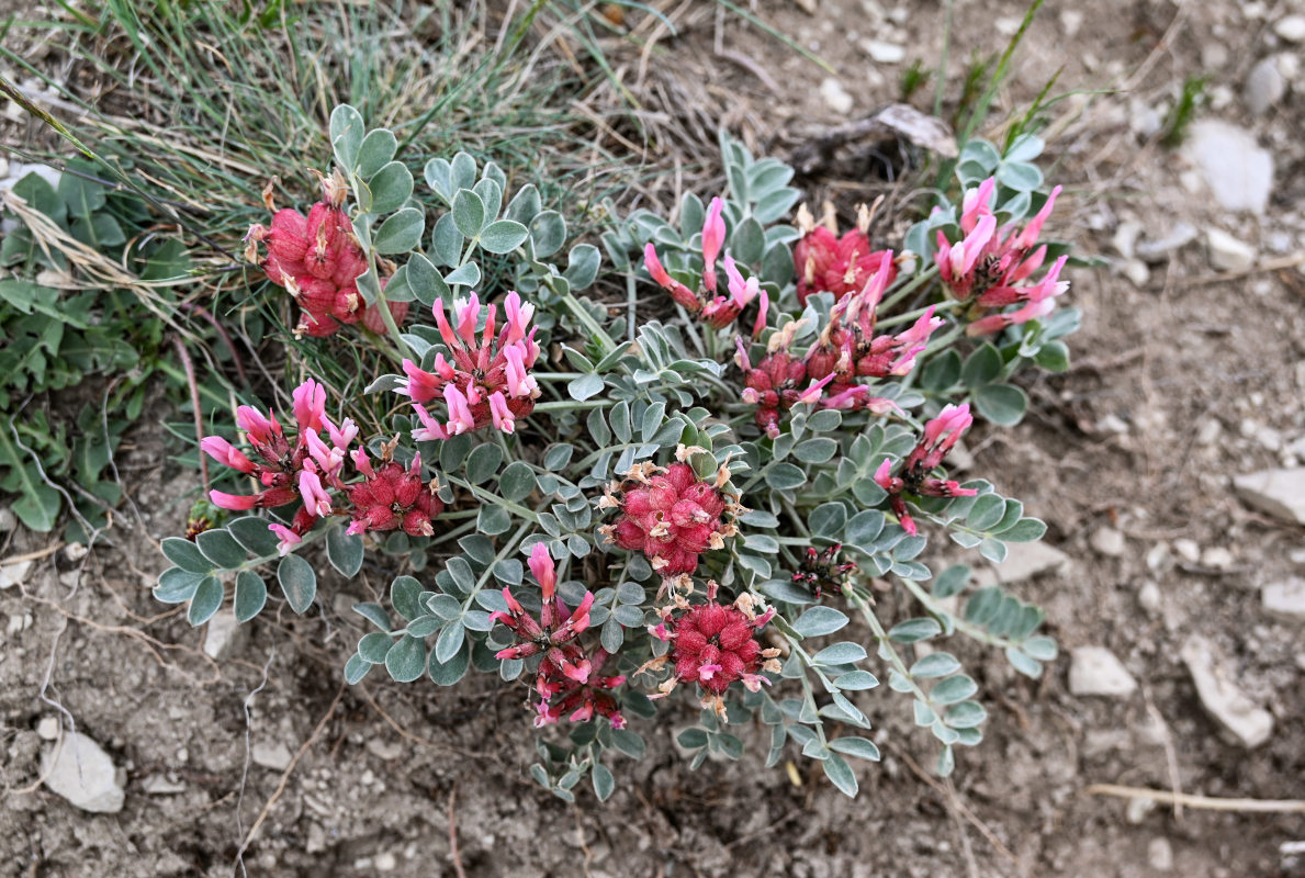 Image of Astragalus calycinus specimen.