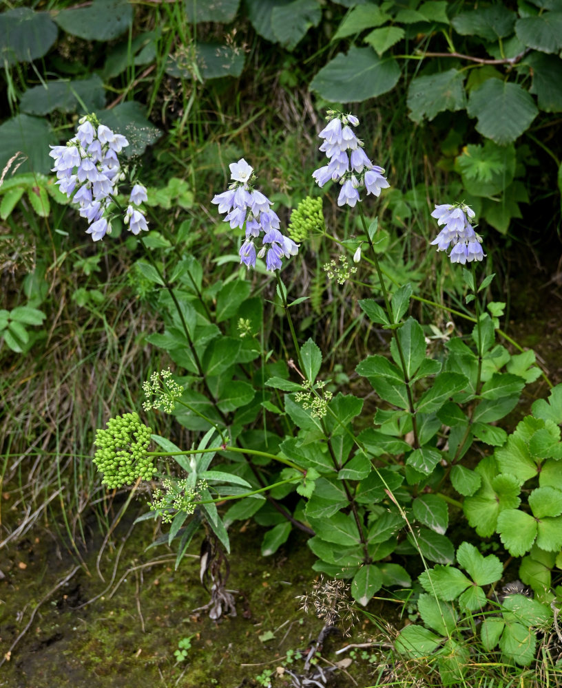 Image of Adenophora triphylla specimen.