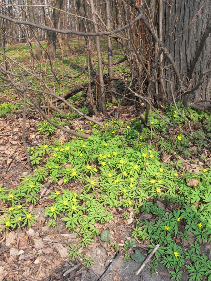 Image of Anemone ranunculoides specimen.