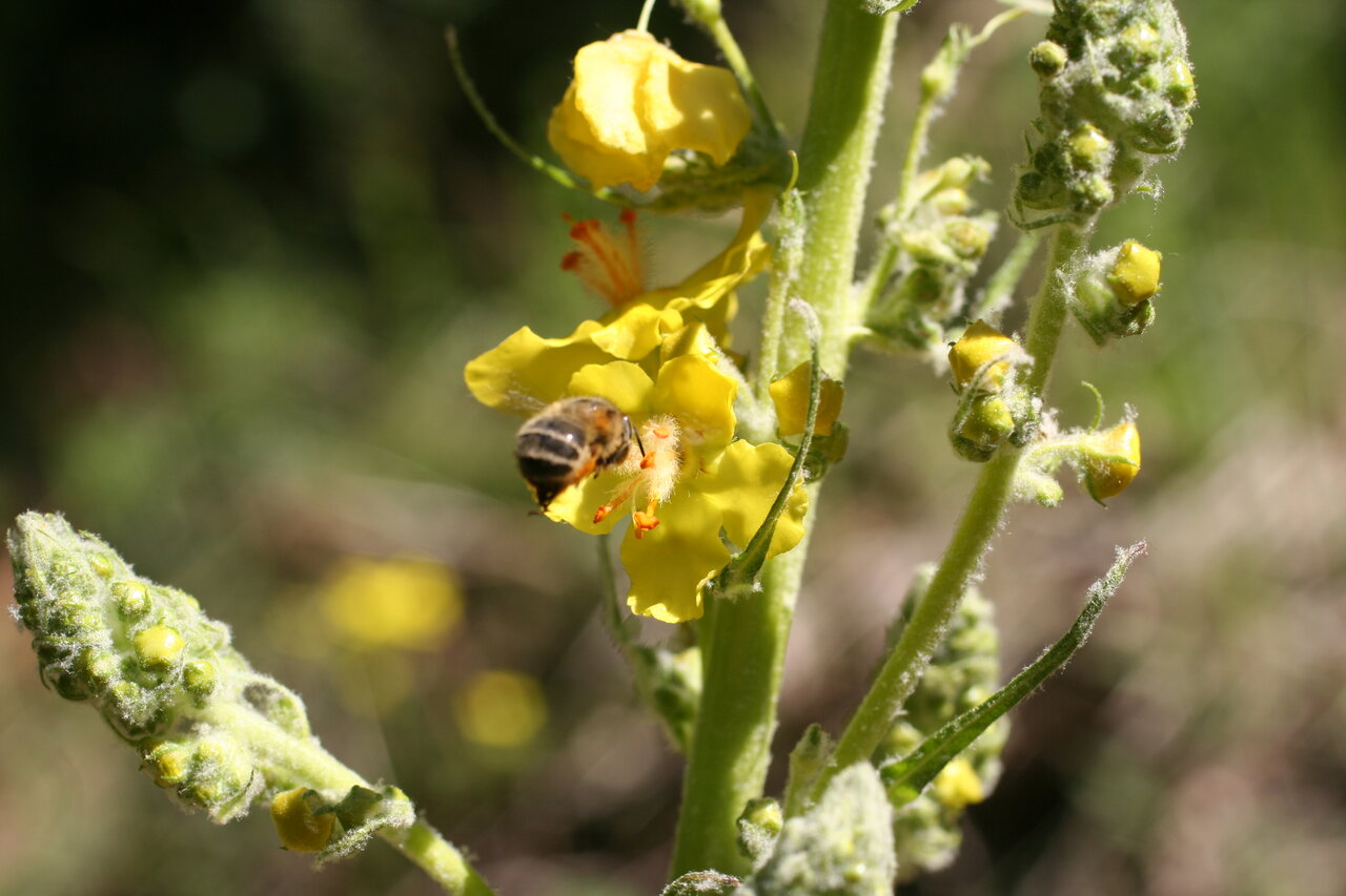 Изображение особи Verbascum jankaeanum.